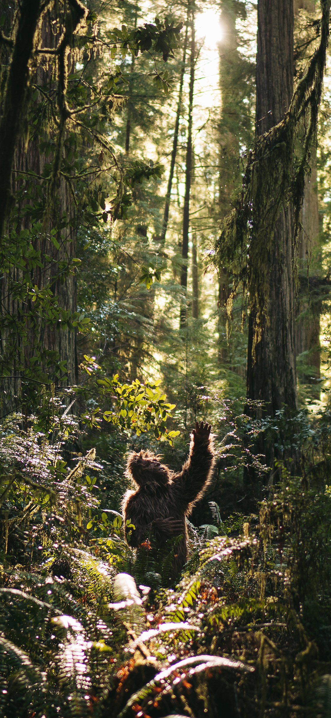 [2436×1125]森林 树木 猩猩 猿类 苹果手机壁纸图片
