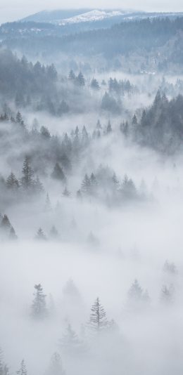 [2436x1125]森林 树林 云雾 大自然 苹果手机壁纸图片