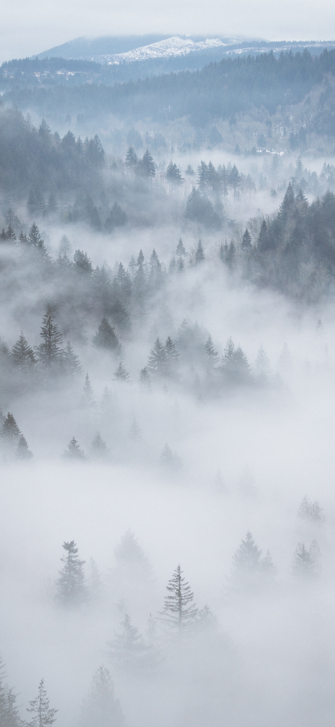 [2436×1125]森林 树林 云雾 大自然 苹果手机壁纸图片
