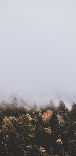 [2436x1125]森林 树林 树木 烟雾 苹果手机壁纸图片