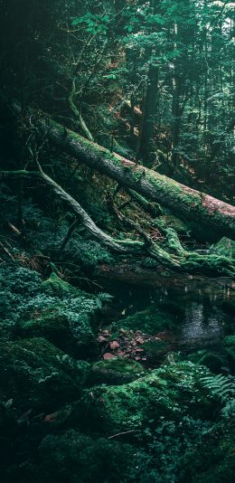 [2436x1125]森林 树林 树木 苔藓 水潭 苹果手机壁纸图片