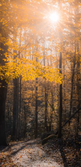 [2436x1125]森林 树林 树木 阳光 丛林 苹果手机壁纸图片