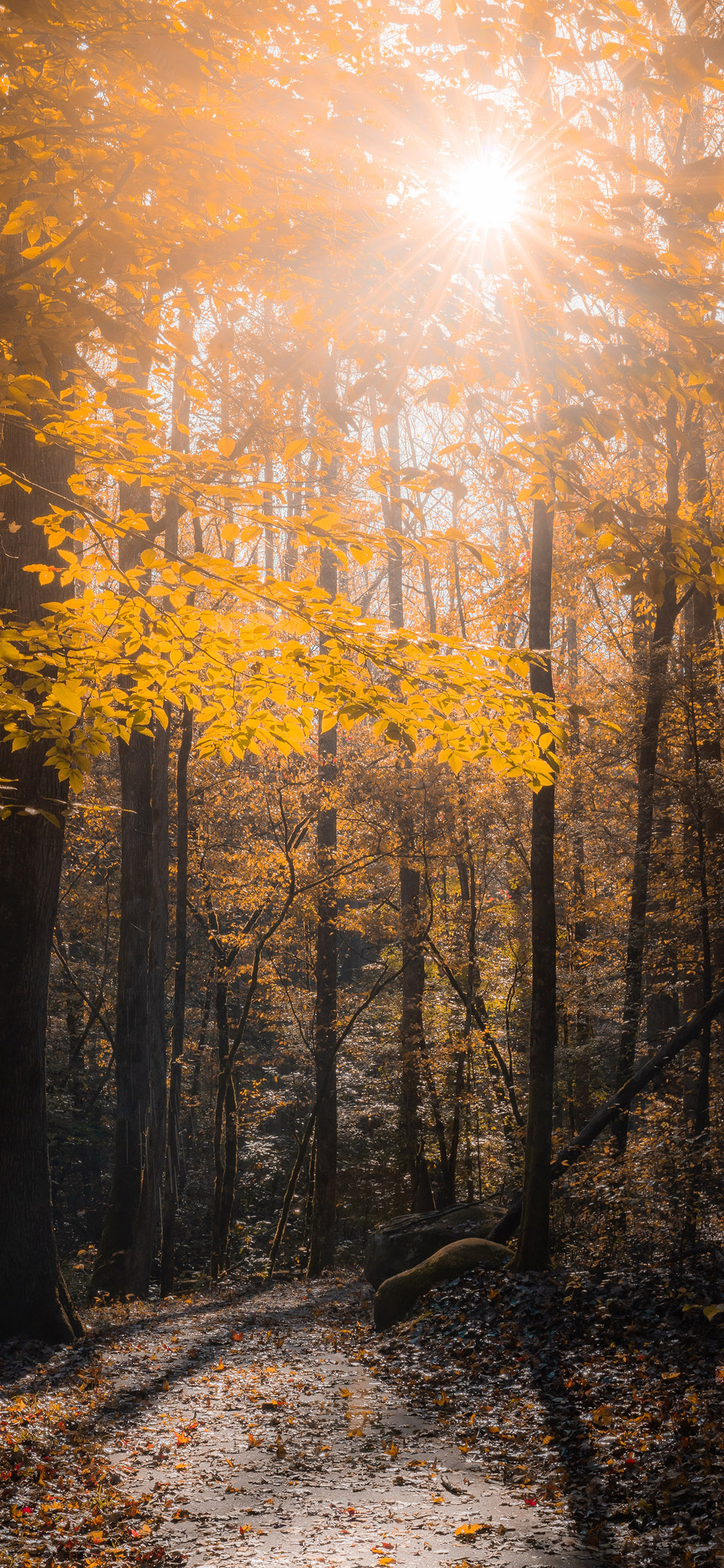 [2436×1125]森林 树林 树木 阳光 丛林 苹果手机壁纸图片