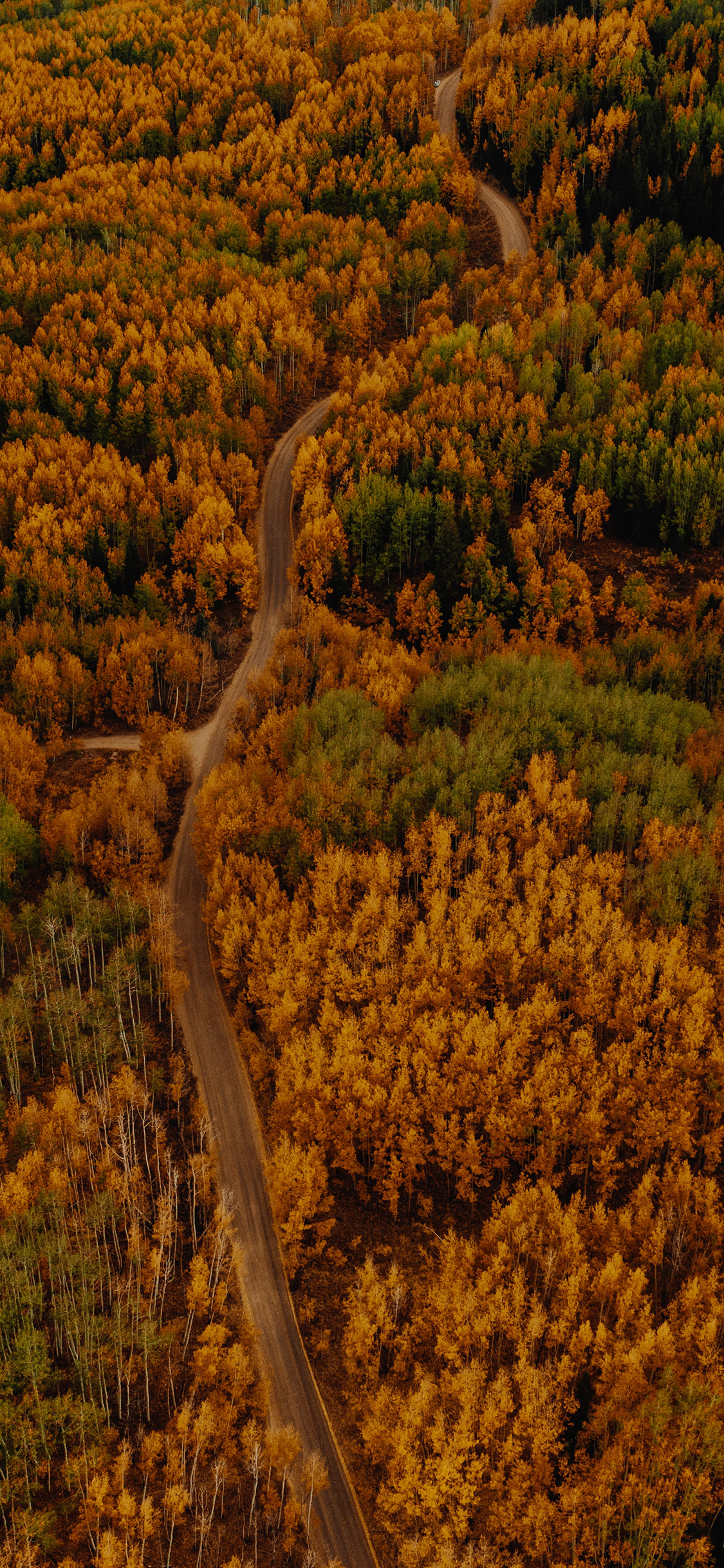 [2436×1125]森林 树林 秋天 黄色 道路 蜿蜒 苹果手机壁纸图片