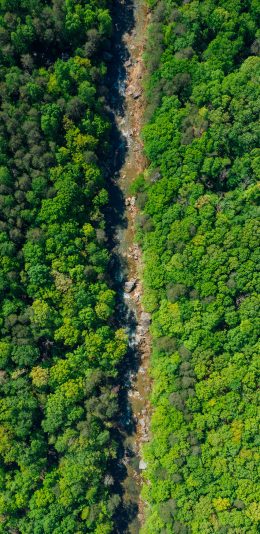 [2436x1125]森林 树林 绿色 大自然 河流 溪流 苹果手机壁纸图片