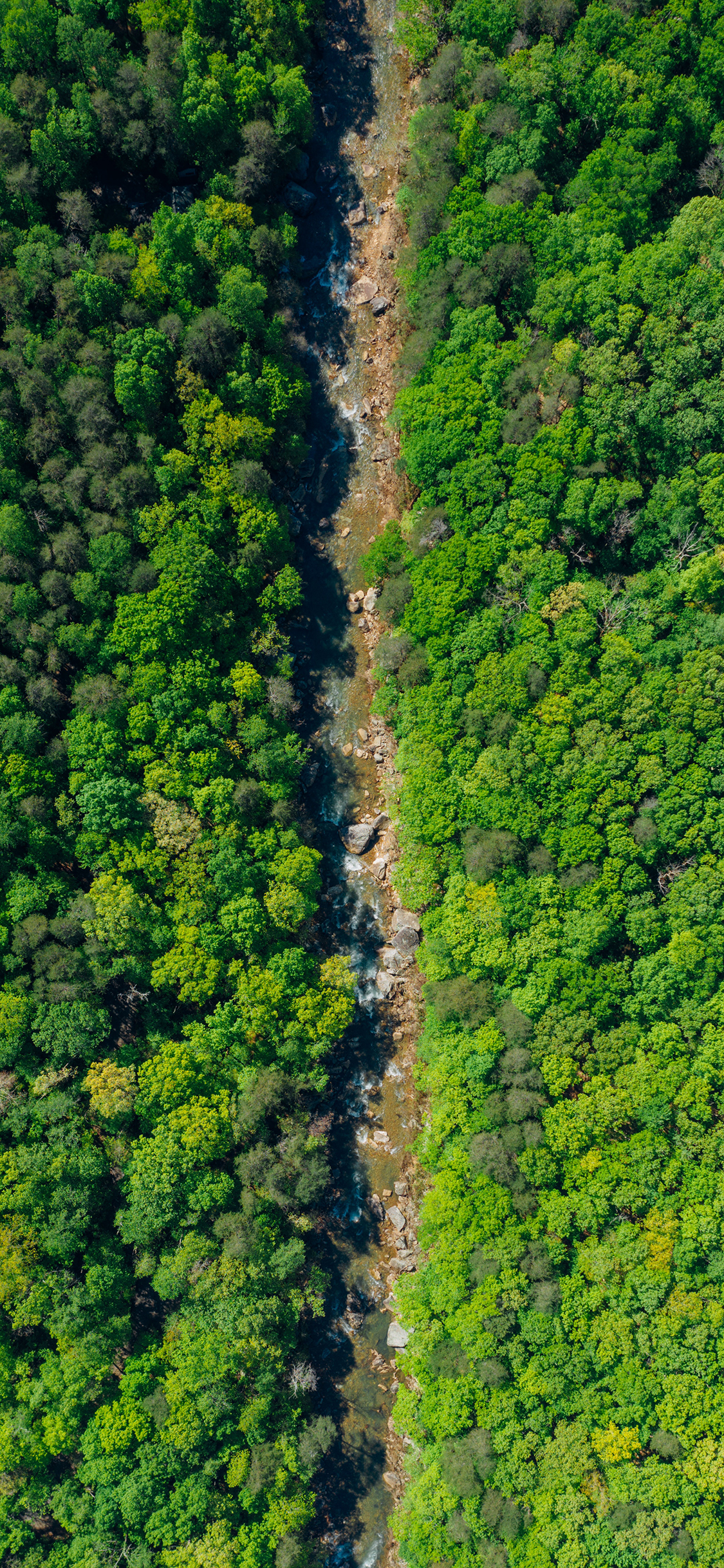 [2436×1125]森林 树林 绿色 大自然 河流 溪流 苹果手机壁纸图片