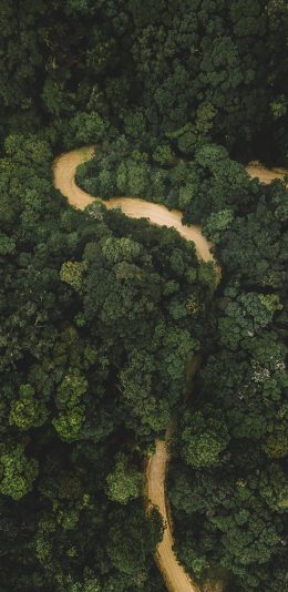 [2436x1125]森林 树林 绿色 山路 护眼 大自然 苹果手机壁纸图片
