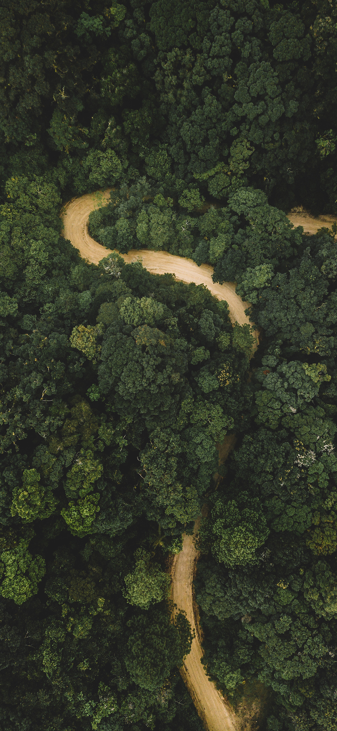 [2436×1125]森林 树林 绿色 山路 护眼 大自然 苹果手机壁纸图片