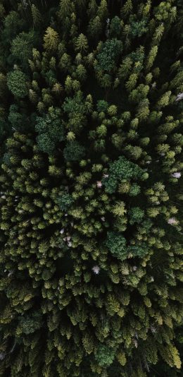 [2436x1125]森林 树林 绿色 树木 大自然 苹果手机壁纸图片