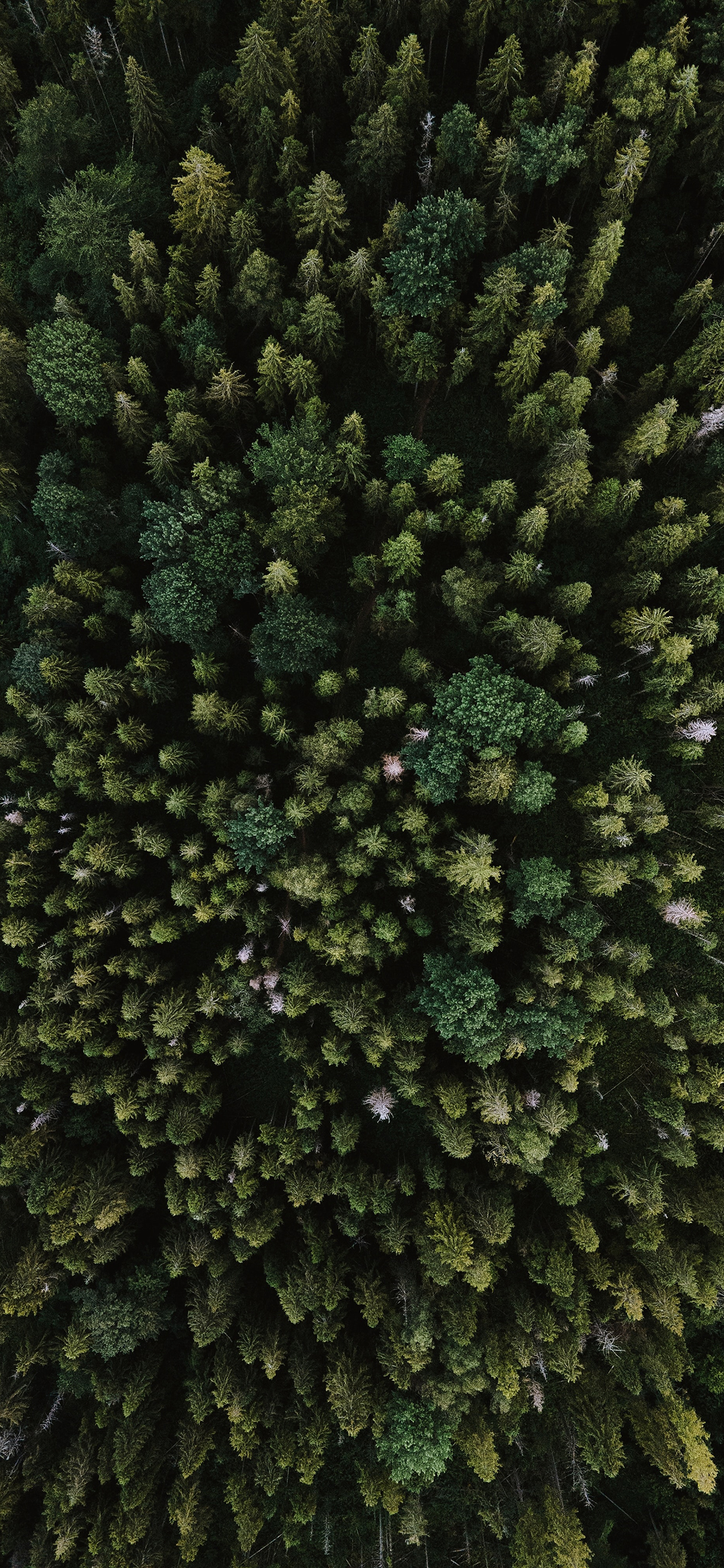 [2436×1125]森林 树林 绿色 树木 大自然 苹果手机壁纸图片