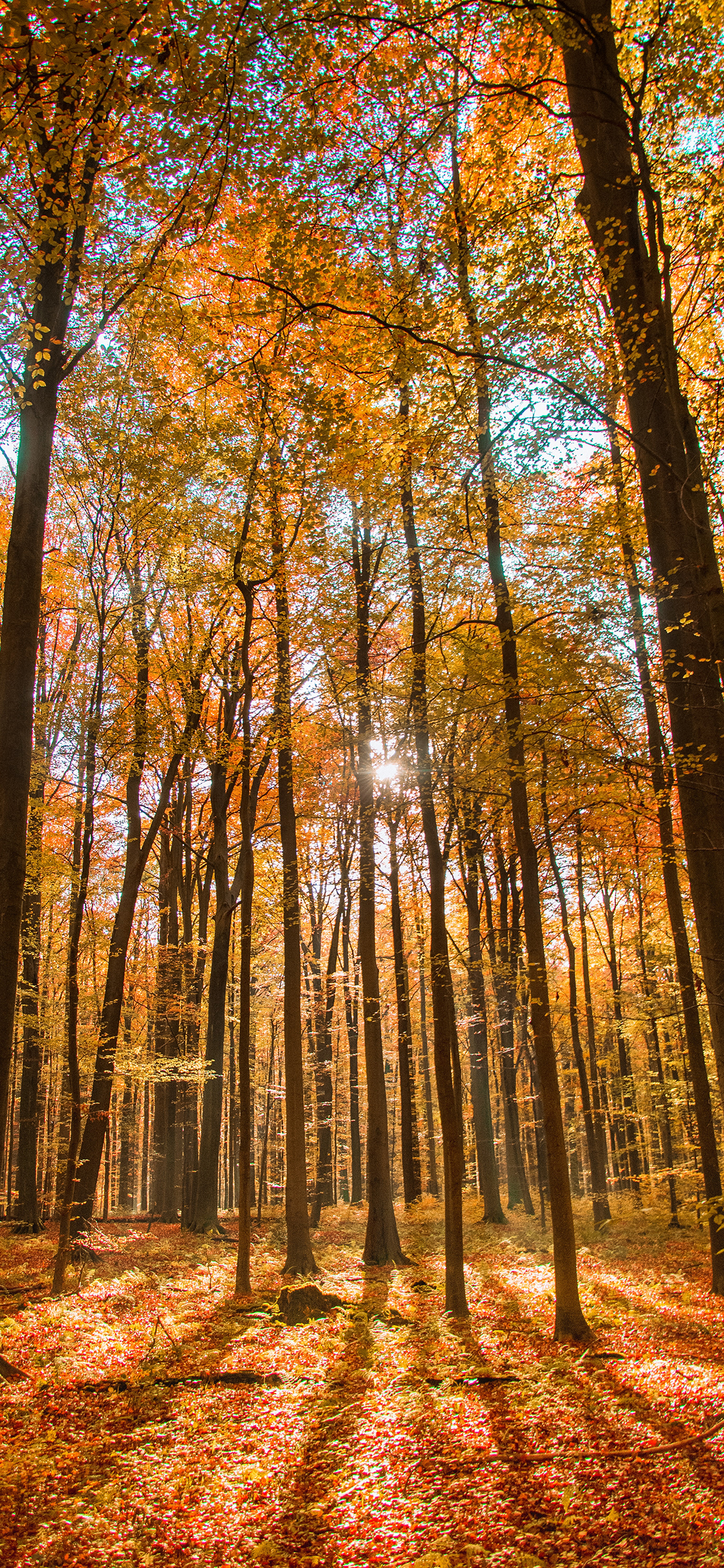 [2436×1125]森林 树林 阳光 树木 苹果手机壁纸图片