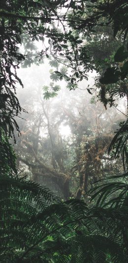 [2436x1125]森林 茂密 树林 树木 苹果手机壁纸图片