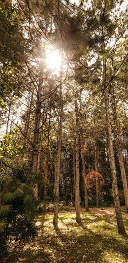[2436x1125]森林 草地 树木 太阳 苹果手机壁纸图片