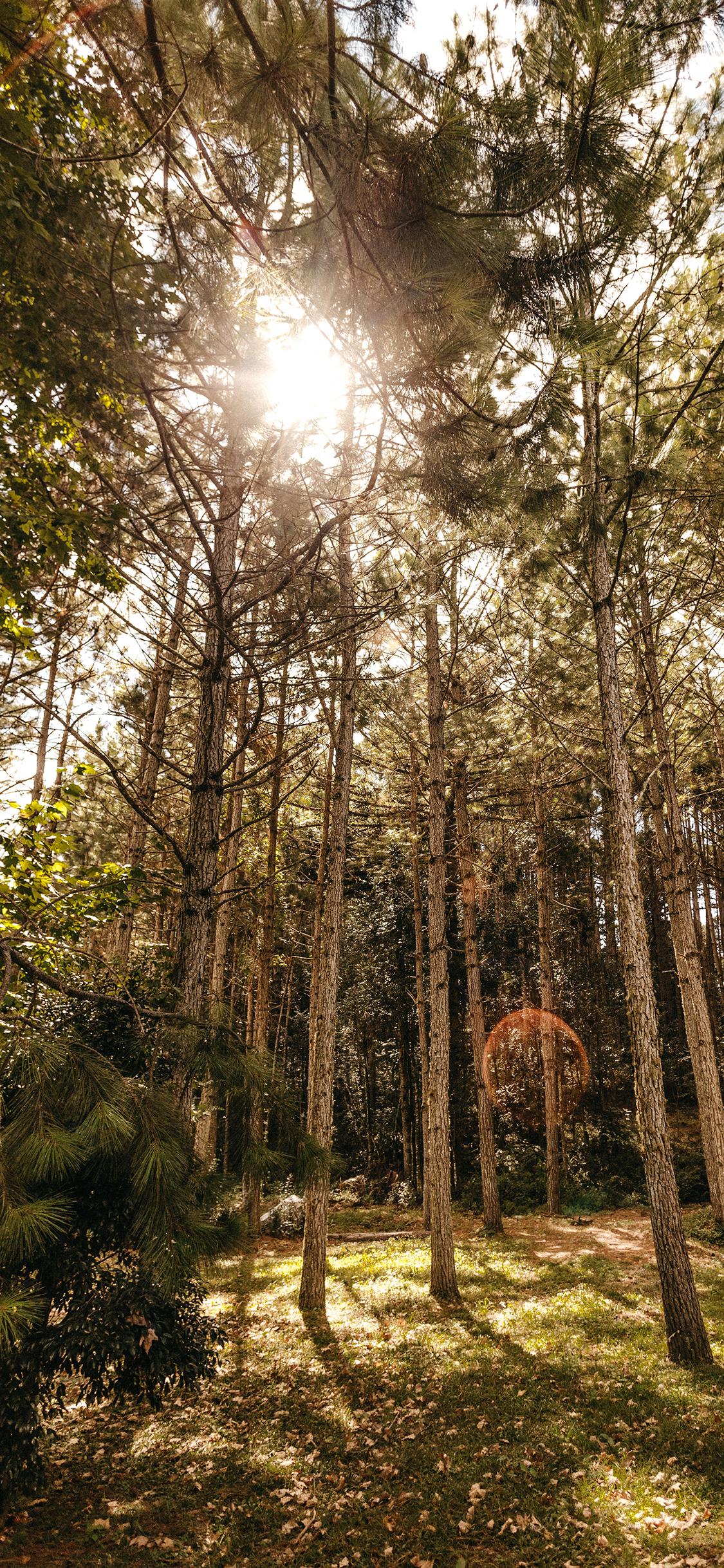 [2436×1125]森林 草地 树木 太阳 苹果手机壁纸图片