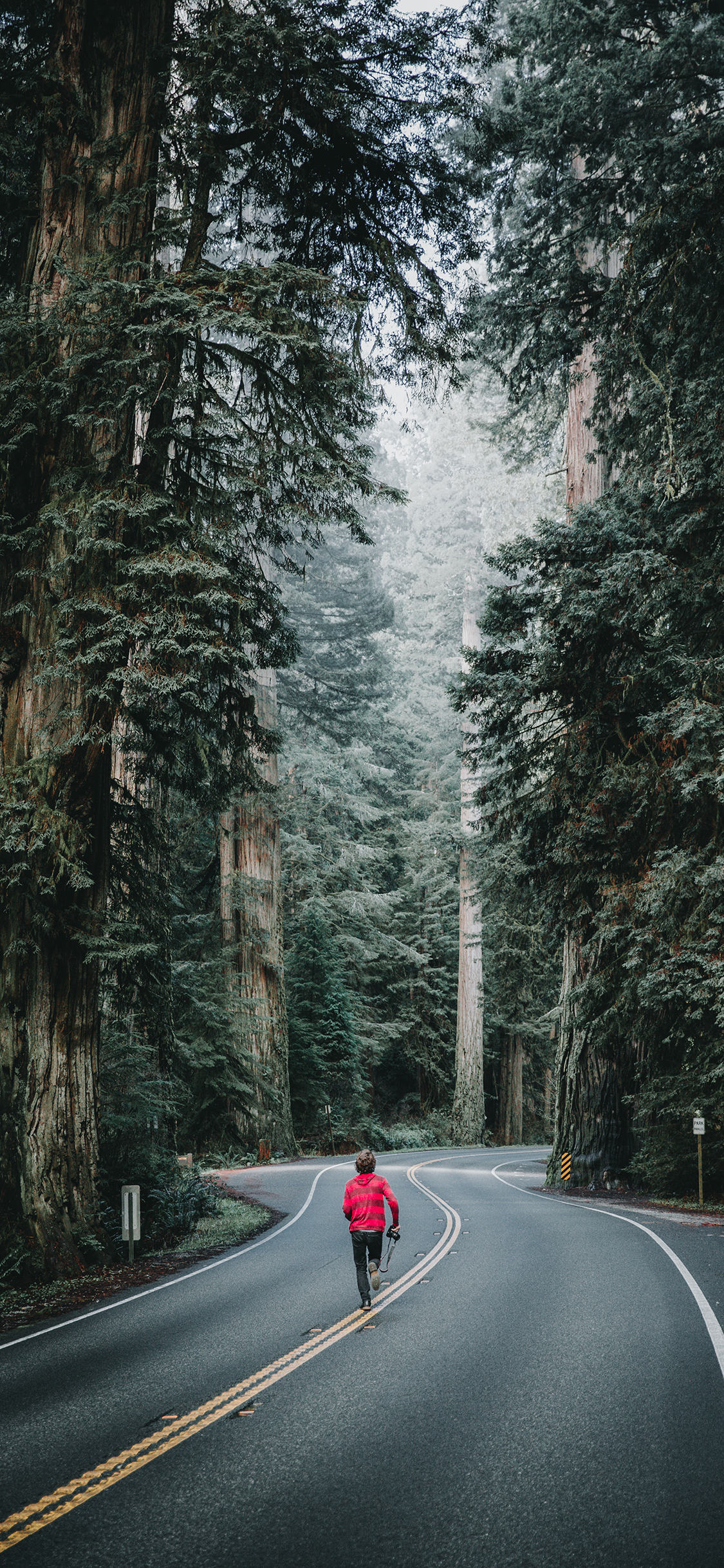 [2436×1125]森林 道路 树木 奔跑 背影 苹果手机壁纸图片