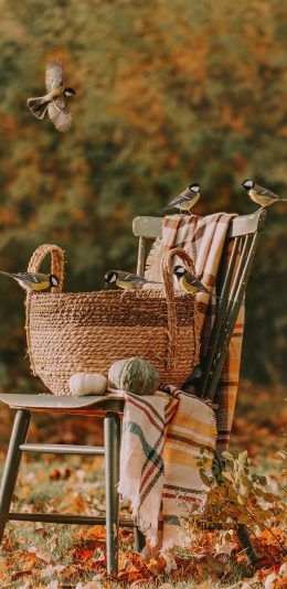 [2436x1125]椅子 飞鸟 小鸟 秋季 落叶 苹果手机壁纸图片