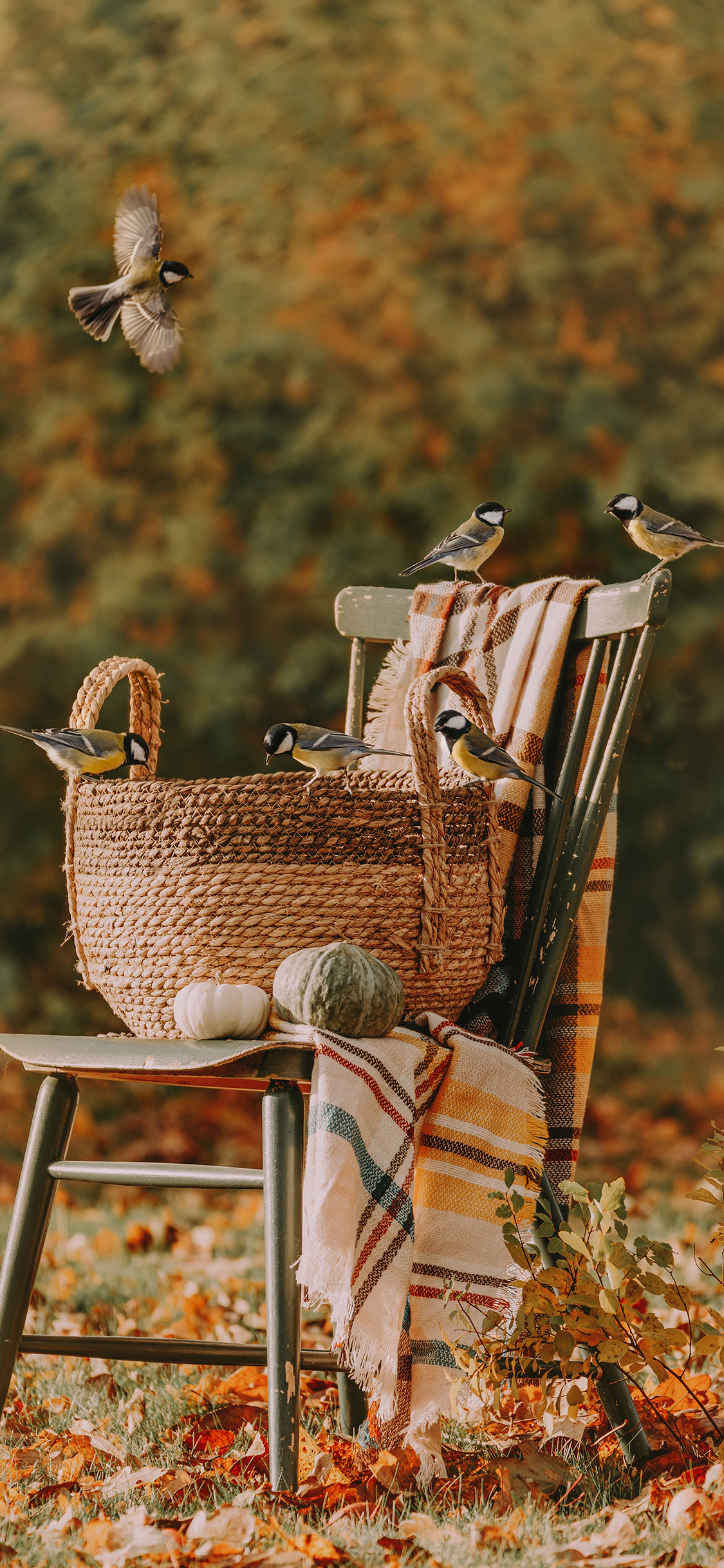 [2436×1125]椅子 飞鸟 小鸟 秋季 落叶 苹果手机壁纸图片