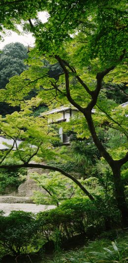 [2436x1125]植被 树木 别墅 庭院 绿植 苹果手机壁纸图片