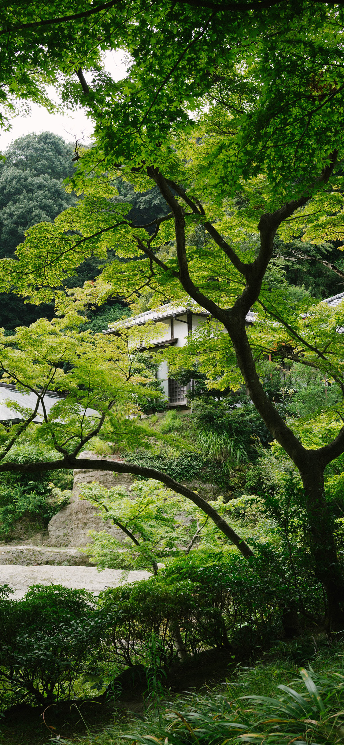 [2436×1125]植被 树木 别墅 庭院 绿植 苹果手机壁纸图片