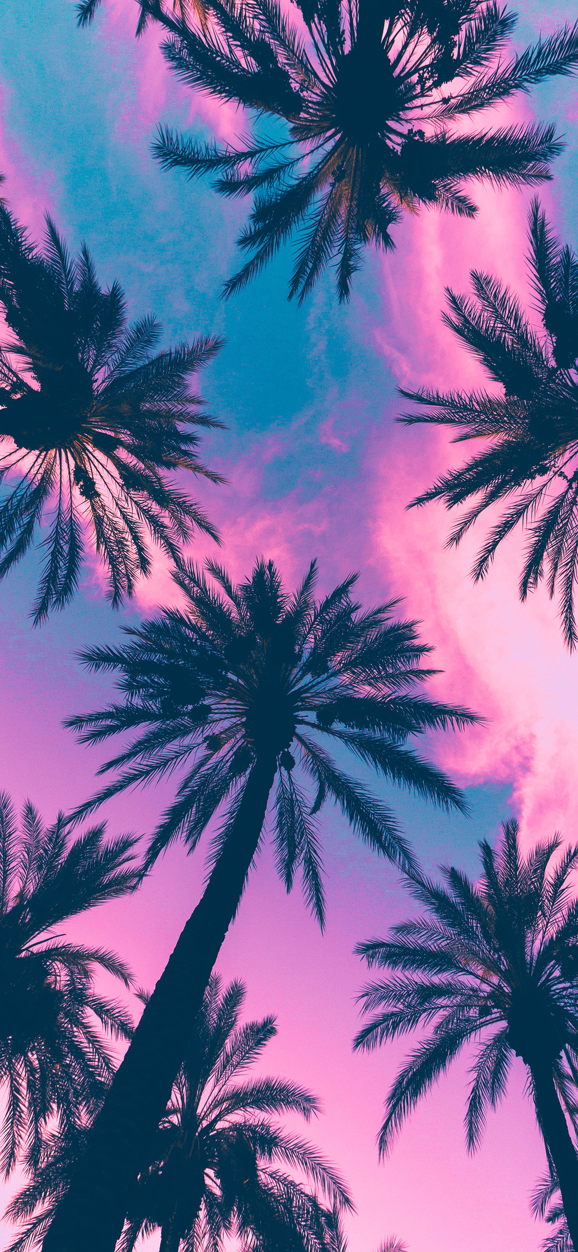 [2436×1125]椰子树 色彩 唯美 树木 枝干 苹果手机壁纸图片