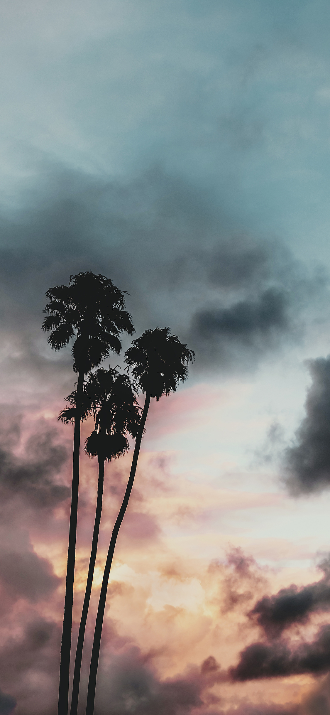 [2436×1125]椰树 云层 彩霞 天空 苹果手机壁纸图片