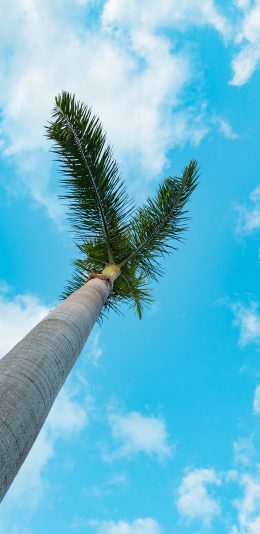 [2436x1125]椰树 军事 天空 蔚蓝 壁纸 苹果手机壁纸图片