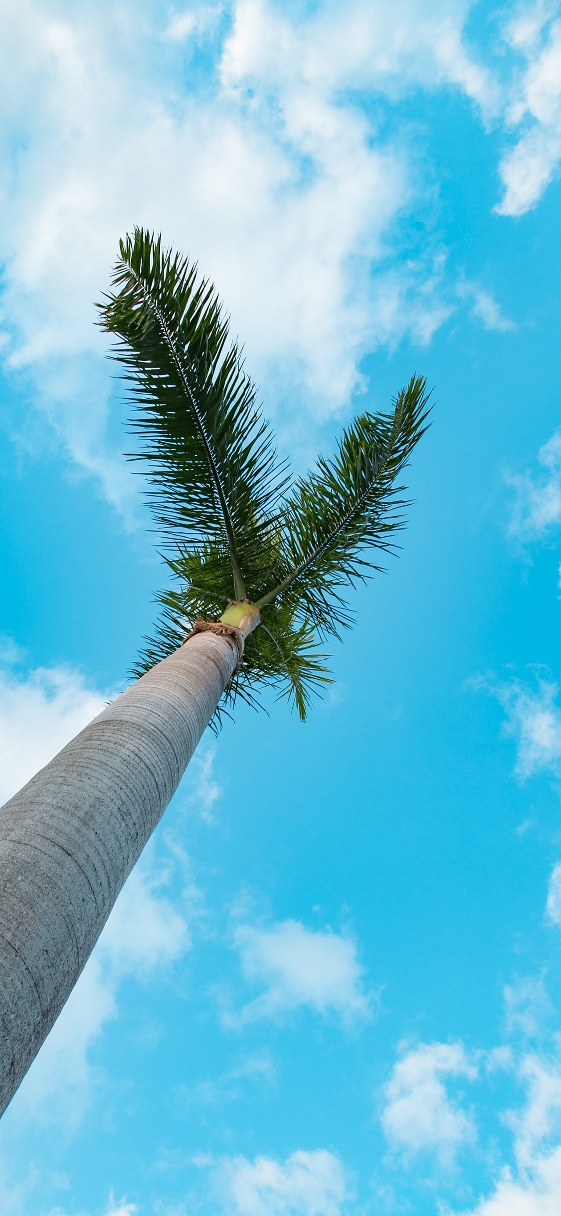 [2436×1125]椰树 军事 天空 蔚蓝 壁纸 苹果手机壁纸图片