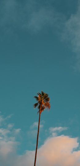 [2436x1125]椰树 天空 云彩 蓝天