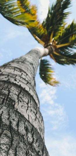 [2436x1125]椰树 天空 唯美 树木 苹果手机壁纸图片