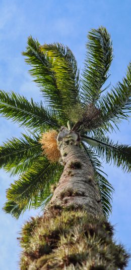 [2436x1125]椰树 天空 树干 生长 苹果手机壁纸图片