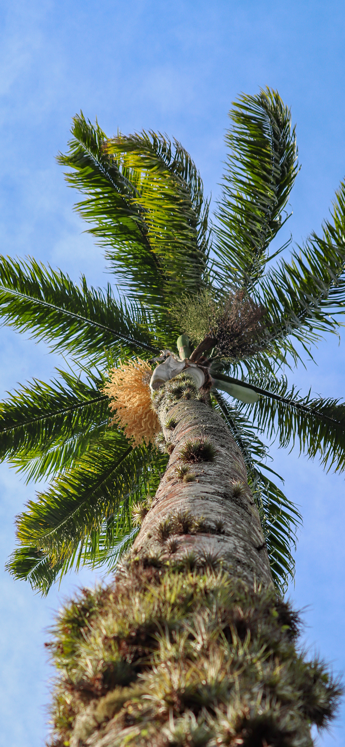 [2436×1125]椰树 天空 树干 生长 苹果手机壁纸图片