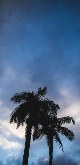 [2436x1125]椰树 天空 树木 乌云 苹果手机壁纸图片