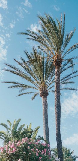[2436x1125]椰树 天空 椰树王 美观 苹果手机壁纸图片