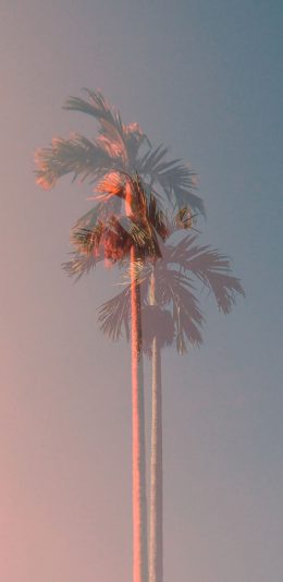 [2436x1125]椰树 天空 渐变 唯美 苹果手机壁纸图片