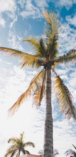 [2436x1125]椰树 天空 蔚蓝 云朵 苹果手机壁纸图片