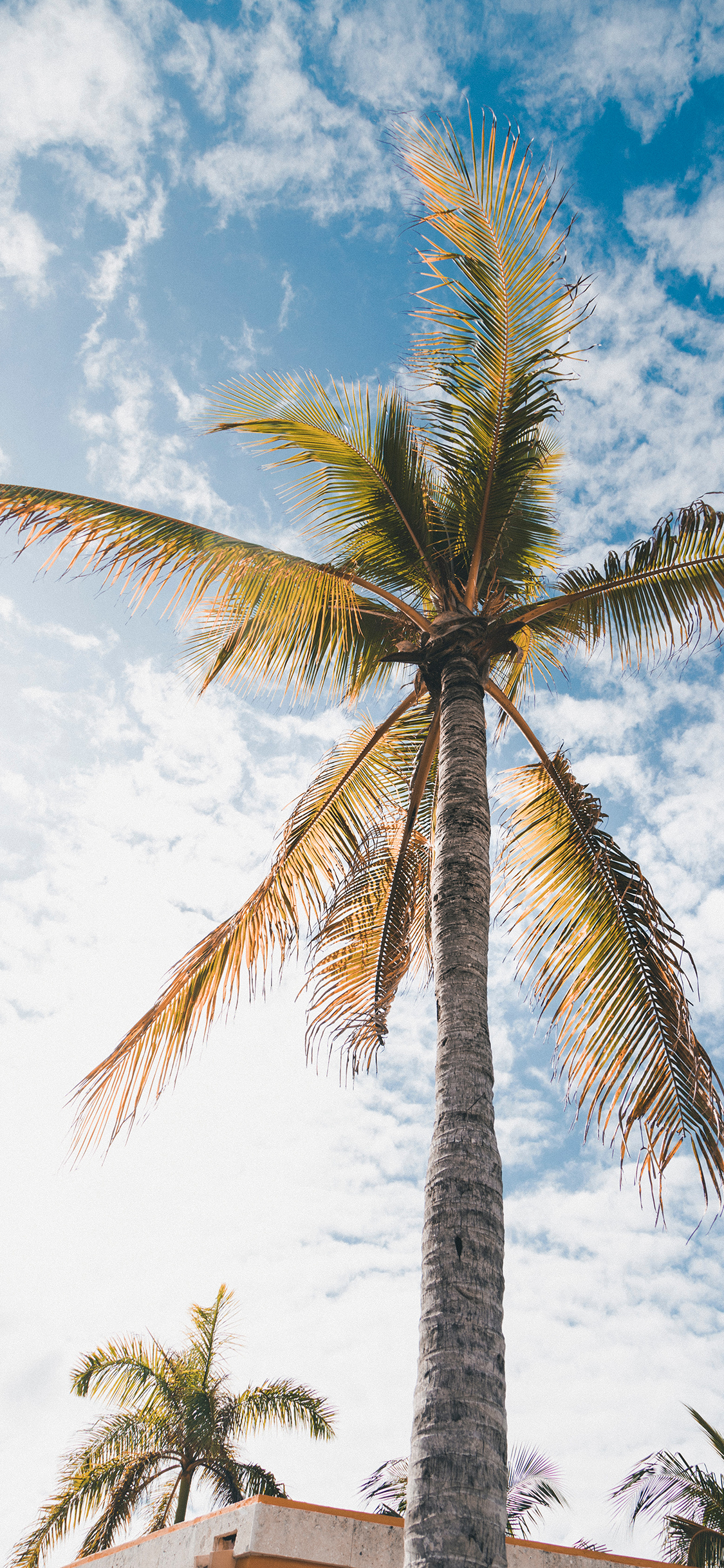 [2436×1125]椰树 天空 蔚蓝 云朵 苹果手机壁纸图片