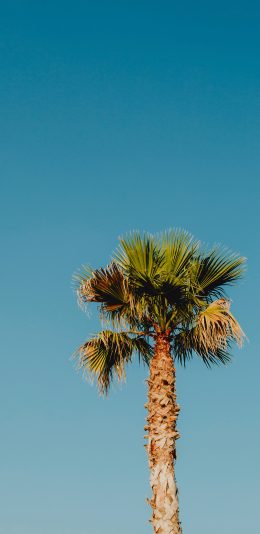 [2436x1125]椰树 天空 蔚蓝 树木 苹果手机壁纸图片