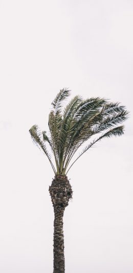 [2436x1125]椰树 强风 风向 树叶 苹果手机壁纸图片