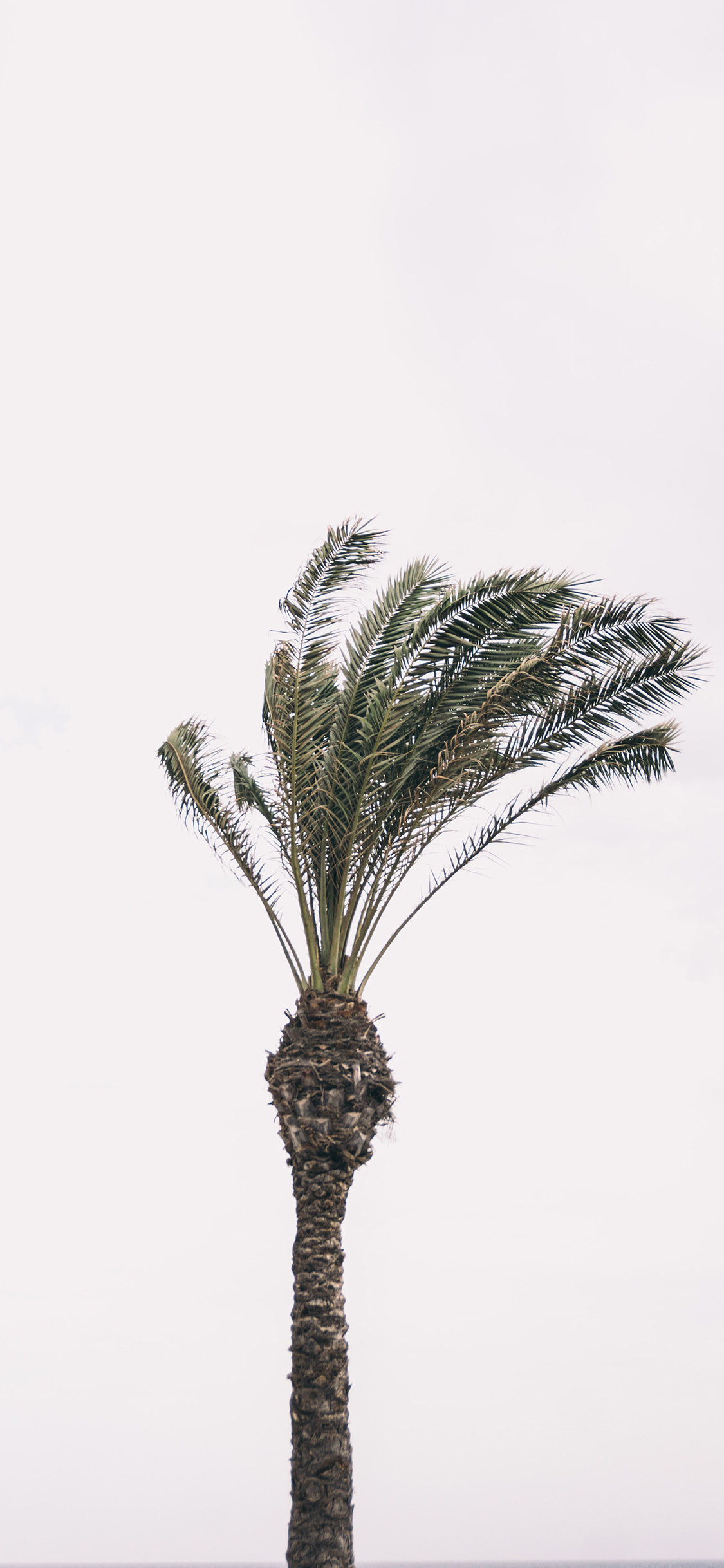 [2436×1125]椰树 强风 风向 树叶 苹果手机壁纸图片