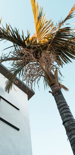 [2436x1125]椰树 房屋 建筑 天空 苹果手机壁纸图片