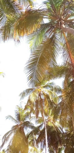 [2436x1125]椰树 景色 天空 仰拍 热带 苹果手机壁纸图片