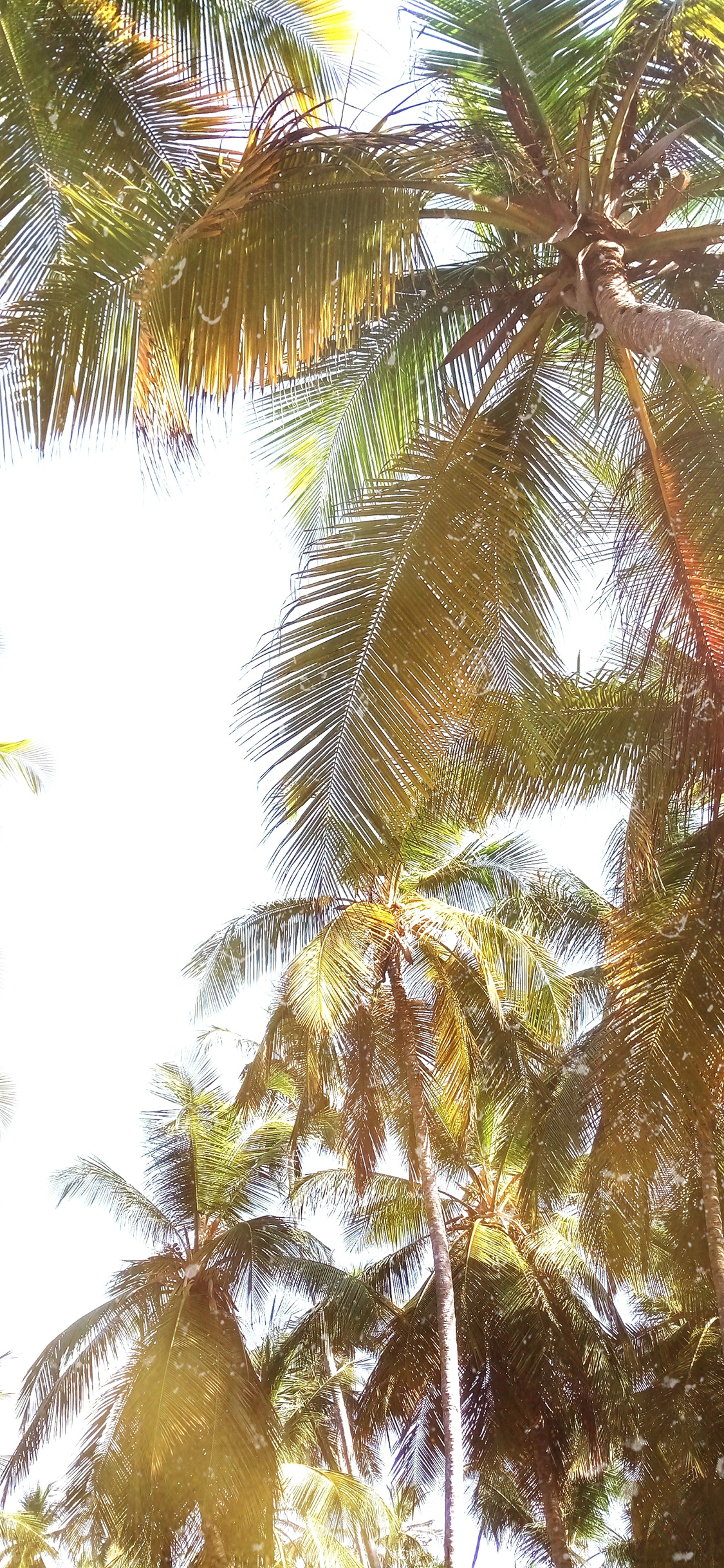 [2436×1125]椰树 景色 天空 仰拍 热带 苹果手机壁纸图片