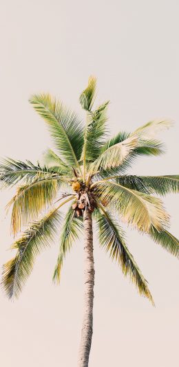 [2436x1125]椰树 树叶 热带 笔直 苹果手机壁纸图片