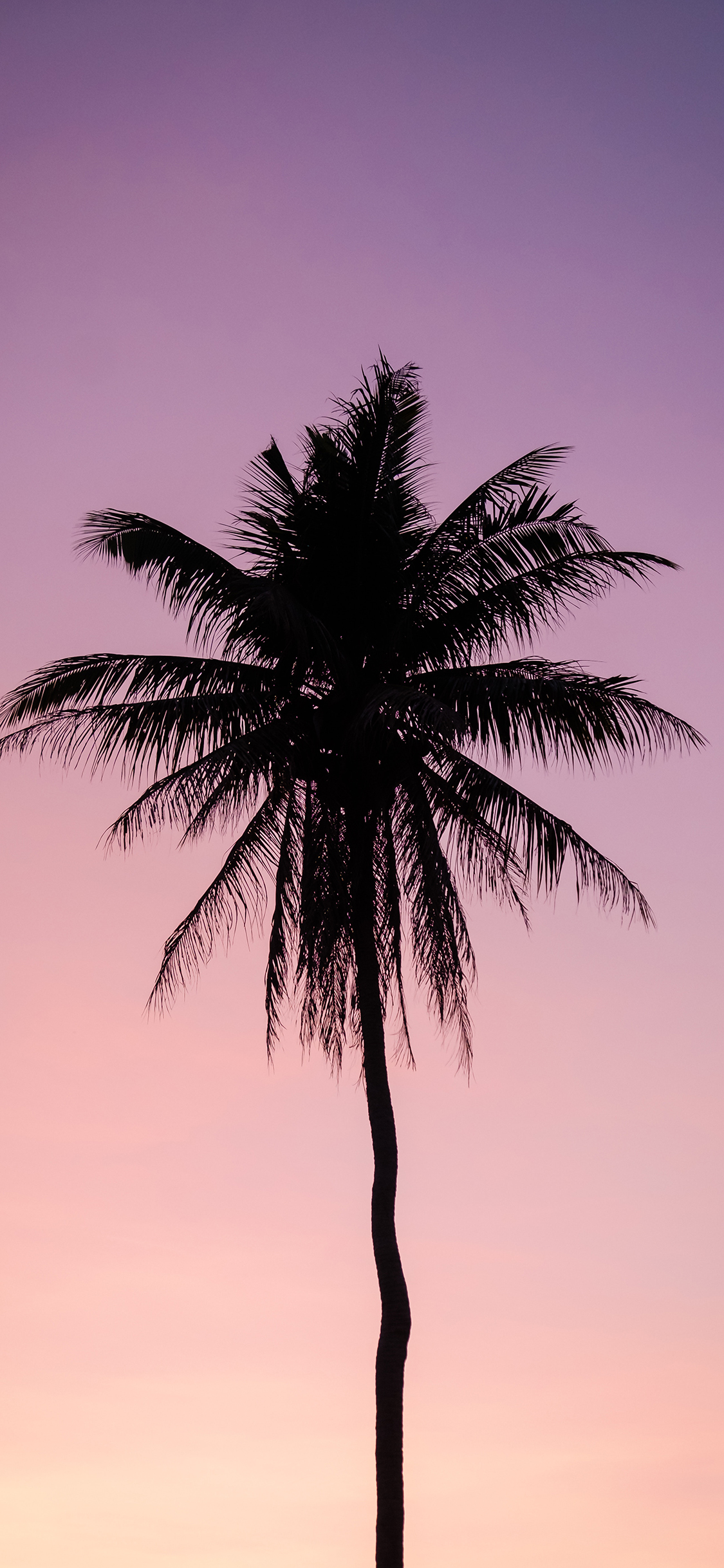 [2436×1125]椰树 树木 天空 渐变 苹果手机壁纸图片