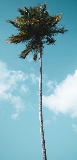 [2436x1125]椰树 树木 天空 生长 苹果手机壁纸图片