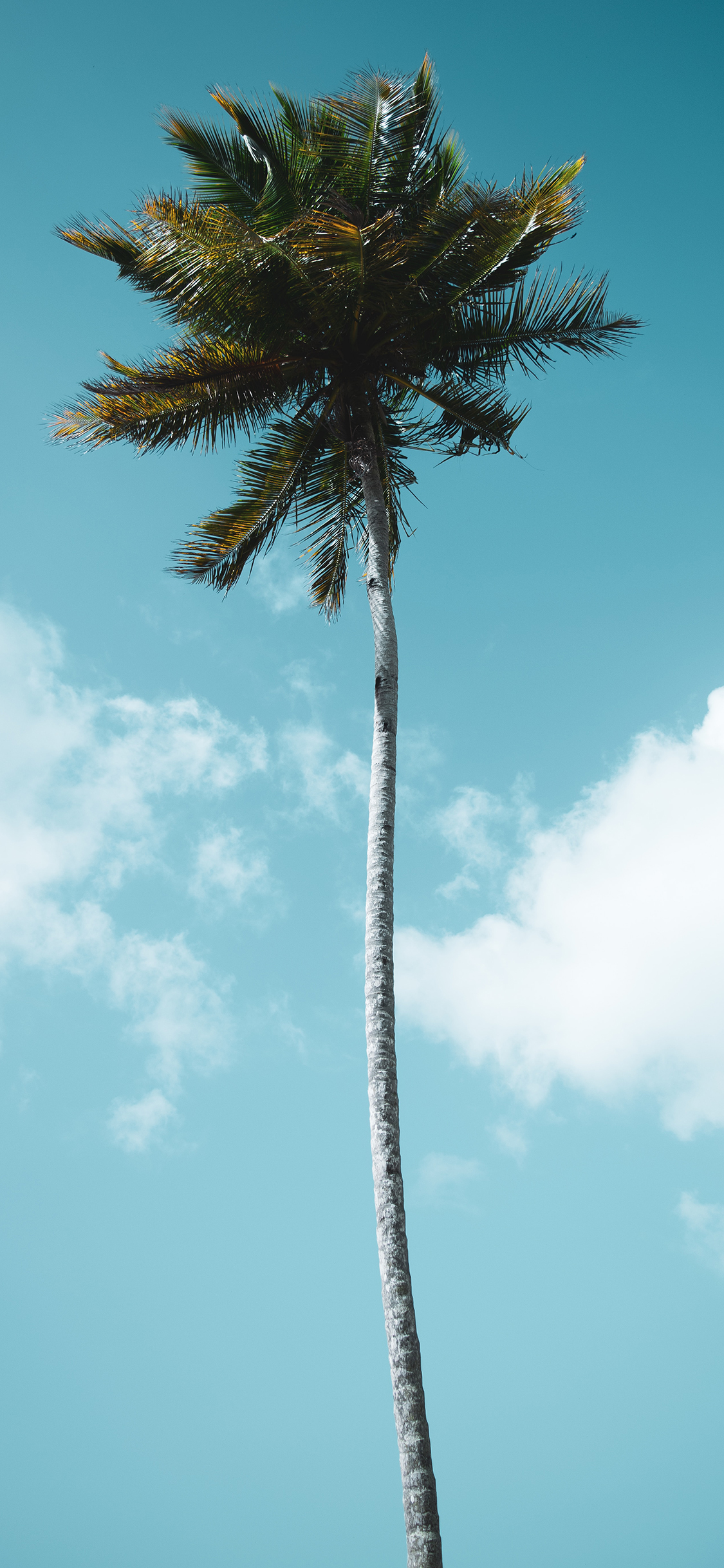 [2436×1125]椰树 树木 天空 生长 苹果手机壁纸图片