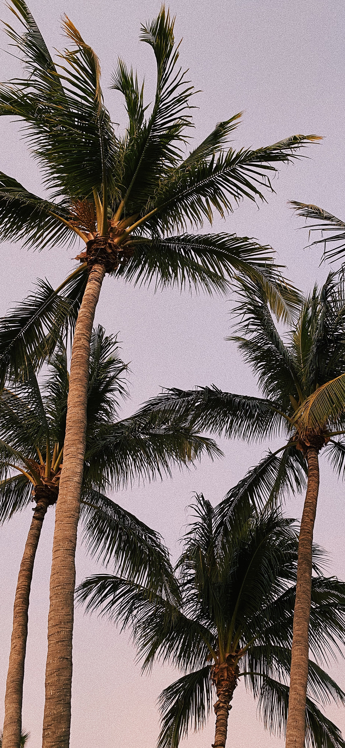 [2436×1125]椰树 树木 树冠 热带 苹果手机壁纸图片