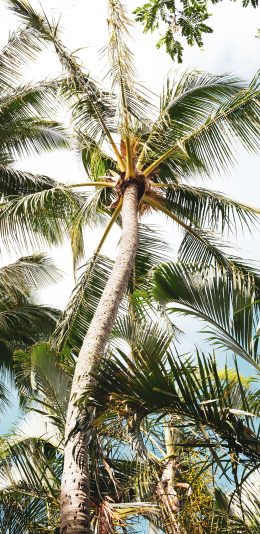 [2436x1125]椰树 树木 茂密 天空 苹果手机壁纸图片