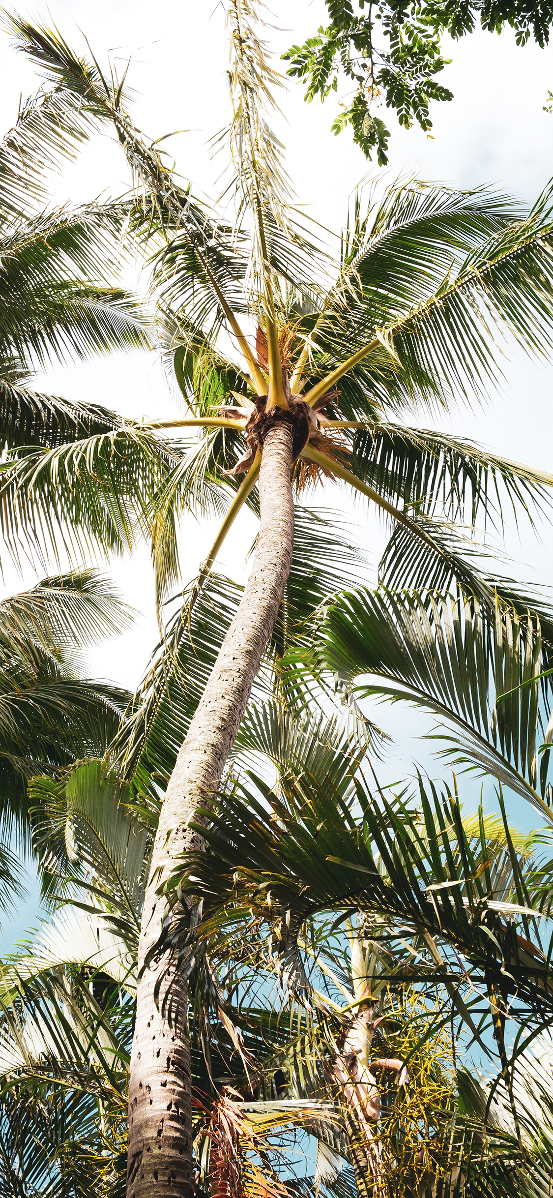 [2436×1125]椰树 树木 茂密 天空 苹果手机壁纸图片