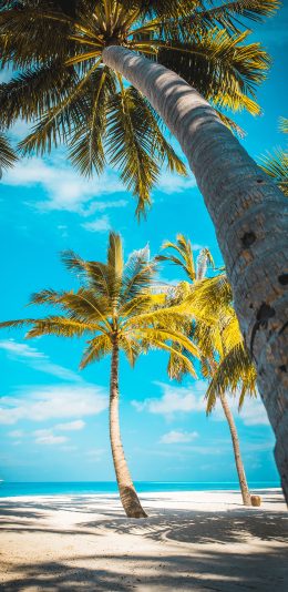 [2436x1125]椰树 椰树 海岸 蓝天白云 苹果手机壁纸图片